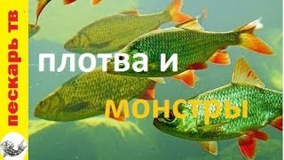 Когда ты ловишь плотву, а клюют монстры... Супер рыбалка
