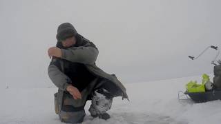 Ловля берша и судака на блесну с подсадкой свежей тюльки в Камском устье