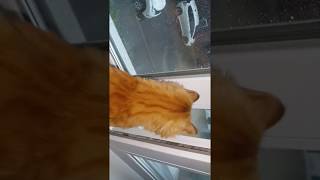 Потоп в Иркутске
