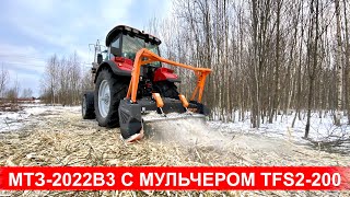 Трактор Беларус-2022В3 с мульчером TMC Cancela TFS2-200 на расчистке от деревьев , кустарника и пней