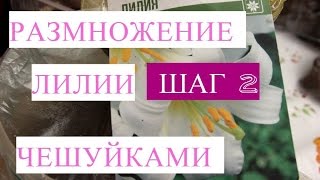 Размножение лилии чешуйками. Шаг 2.