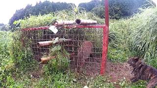 2018年9月13日　有害鳥獣捕獲　イノシシ
