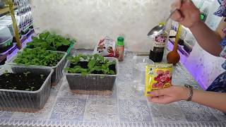 ??? ПЕТУНИЯ БЕЗ ПИКИРОВКИ ! ВСЕ ЭТАПЫ ВЫРАЩИВАНИЯ ! Рассада с гуматом калия