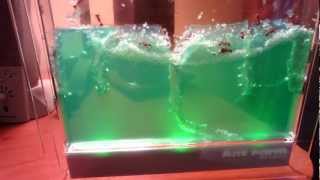 Review of the Uncle Milton Gel Colony Ant Farm w Harvester Ants
