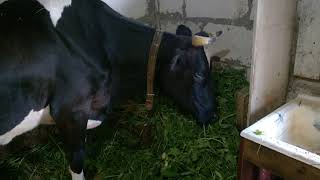 // Искусственное осеменение коровы// Ректальный осмотр коровы//