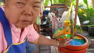 คุณป้าเมืองอุดรส่องเลขเด็ดหน่อต้นหมากคล้ายเศียรพญานาคหลังถูกหวย 4 งวดติดกัน