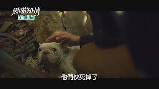 《黑喵知情》無良非法繁殖場 誰能保護他們？