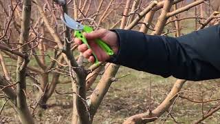 Պտղատու ծառերի էտը