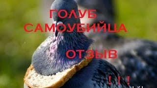 Голубь покончил жизнь самоубийством!!! Жесть! (ВИДЕ)+(ОТЗЫВ)