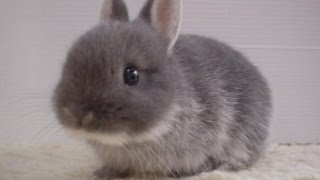 Потешки для Детей - Зайка Серенький