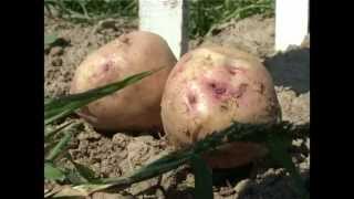 Сад и огород. Выращивание картофеля (1)