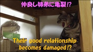 【子猫ラテの去勢手術 #4】仲良し姉弟ニコラテに亀裂⁉威嚇された弟猫…関係は修復できるか⁉　Their good relationship  becomes damaged⁉