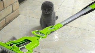 КОТЕНОК ПЕРВЫЙ РАЗ УВИДЕЛ ШВАБРУ