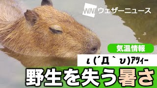 野生を失う暑さ