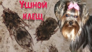 Ушной клещ у собак | Симптомы | Лечение.