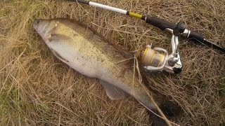 За судаком на вечернюю зорьку. Джиг и воблер