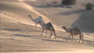 المزاين ياهل البل جا قراره- صالح اليامي - مسرع - ايقاع