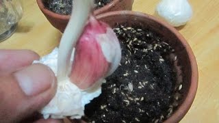 AJOS: COMO CULTIVAR AJOS EN CASA Y EN MACETAS PARA OBTENER AJOS TIERNOS