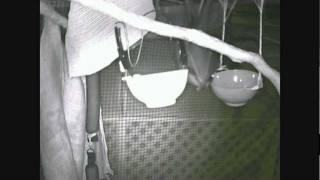 Felix n Fernando 06/01/2012 CamNight - 5 - flying fox australian bats (wildlife) Rescued