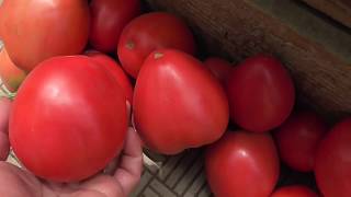 ПЕРВЫЙ МАССОВЫЙ СБОР ТОМАТОВ 29 ИЮНЯ. 
