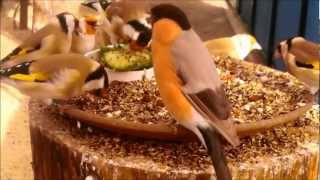 Meine Vögel Dompfaff und Stieglitz