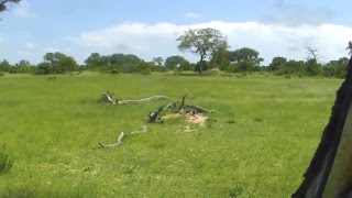 Djuma Private Game Reserve Live Stream