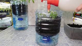 ?ТОМАТЫ БЕЗ ПИКИРОВКИ И БЕЗ ПОЛИВА !!!!!!!!? How to grow seedlings of tomatoes pat 2