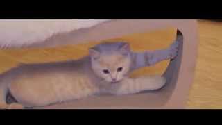 Когтеточки из картона Catbox