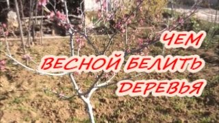 ЧЕМ БЕЛИТЬ ДЕРЕВЬЯ ВЕСНОЙ / Органическое земледелие