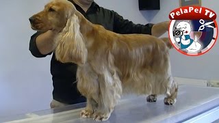 PELUQUERÍA CANINA COCKER INGLES - GROOMING REALIZADO POR JORDI RUEDA