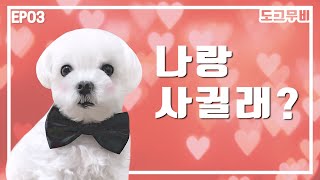 사랑에 빠진 강아지 참교육ㅋㅋㅋ| 복수하는 개 | [도그 무비] 병맛더빙