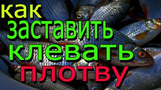Как заставить клевать плотву? При перепадах температур на зимней рыбалке
