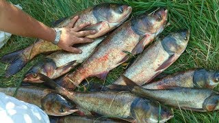 Ловля крупного толстолоба на планктон. Полезные советы