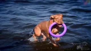 Dog Training -how to crate train  puppy|puppy whining in crate