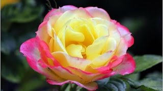 Ахмад Бобокулов - Шатранчи уходори