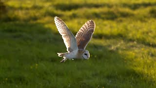 Barn Owl vs Peregrine Falcon vs Greylag Goose | Super Powered Owls | BBC