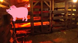 НЕУДАЧНЫЙ ОПОРОС СВИНЬИ