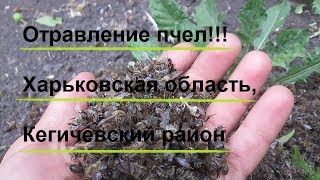 Отравление пчел. Харьковская область, Кегичевский район