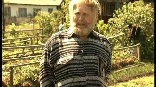 Отзыв о сортах сибирских томатов: Никола и Бычье сердце.
