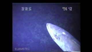 なぞの巨大魚