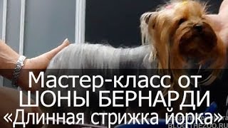 Мастер-класс "Стрижка йоркширского терьера с длинной шерстью". Шона Бернарди (Канада).