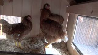 Home-made chicken coop for my back yard chickens