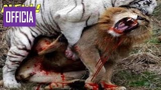 Самых Удивительных Диких Животных Нападает Лев Атаки Буйвола, Тигр, Медведь   Животный Ми