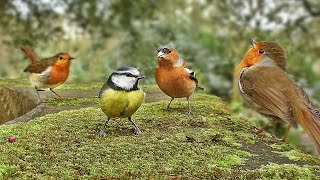 Videos for Cats to Watch : Birds and Bird Sounds on The Round Wall
