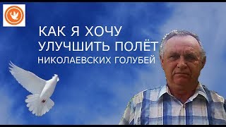 КАК Я ХОЧУ УЛУЧШИТЬ ПОЛЕТЫ НИКОЛАЕВСКИХ ГОЛУБЕЙ//ВЫСОКО ЛЕТНЫХ ГОЛУБЕЙ//ЛЁТНЫЕ ГОЛУБИ 2019 ГОДА!