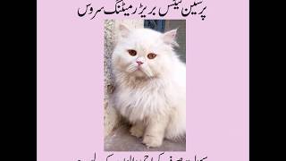 PERSIAN CATS BREEDER MATING SERVICE AVAILABLE