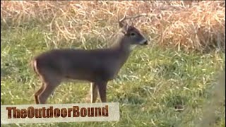 AMAZING SLUG IMPACT: Whitetail Buck Hunt