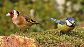 Videos for Cats to Watch - Spring Garden Birds