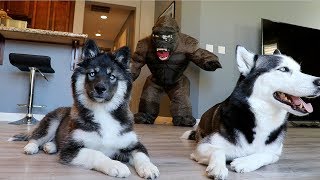 Huskies vs. Scary Gorilla Prank: Funny Dogs Kakoa & Sky