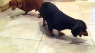 Dachshund leg problem